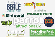 Parrot Attractions In The UK