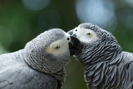 5 Ways A Parrot Owners Life is Enriched