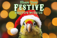 Your Parrot Enjoying Christmas