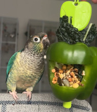 Expert Advice On Parrot Liver And Kidneys