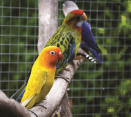 Tips to Support Your Parrot After Lockdown