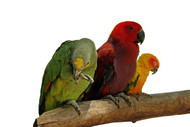 Looking For A Parrot Shop Near You
