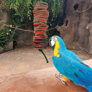 Parrot Toys - The Importance of Play 