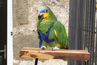 Parrot Training In New Environments