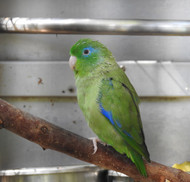 Parrotlets Are Amazing