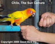 Training Tips And Parrot Bites | Training Parrots Not To Bite