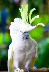 Parrot Body Language