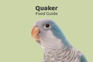 Quaker Parrot Feeding Guide