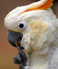 Recycling Older Birds