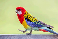 Golden-Mantled Rosella Fact Sheet