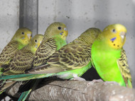 The Ethics of Parrot Breeding