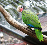 Parrots  on CITES  Appendix I