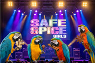 Safe Spices For Parrots