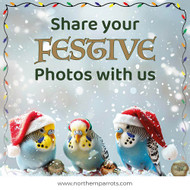 Your Parrot Enjoying Christmas