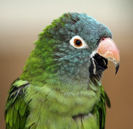 How to Stop or Reduce Screaming in Parrots