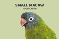 Small Macaw Feeding Guide