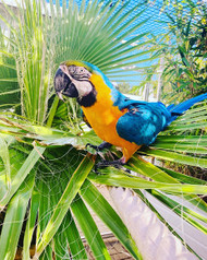 Small Parrots by Mike Simmons