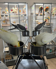 Supporting Your Parrot's Gut Health