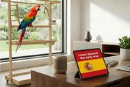 Five Top Tips To Teach Your Parrot To Speak