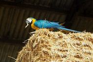 Training Benni the Macaw