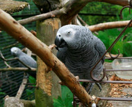 Unwanted Parrots and Hand-Rearing