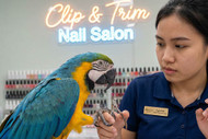 Voluntary Nail Trimming & Parrot Husbandry 