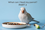 What Can I Feed My Parrot ? Part 2
