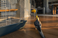 When A Parrot Does Not Want To Go Back In Their Cage