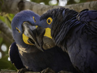 The Secret Language of Parrots