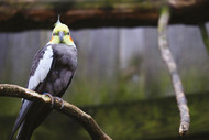 Why Parrots Need Aviaries