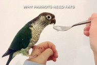 Why Parrots Need Fats In Their Diet
