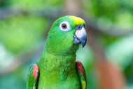 Yellow-fronted Amazon Fact Sheet