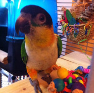 Meet Zorro the Black-headed Caique