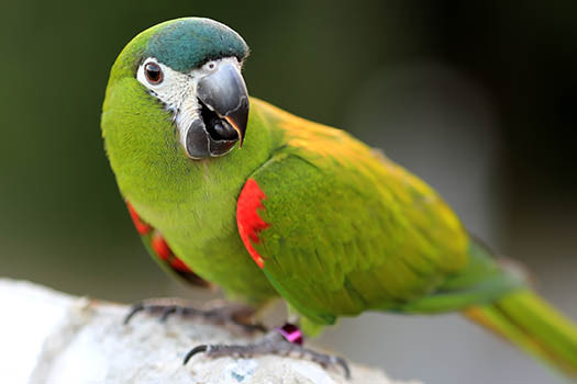 Curated visual reference: Fresh Look at Hahn S Macaw Fact Sheet