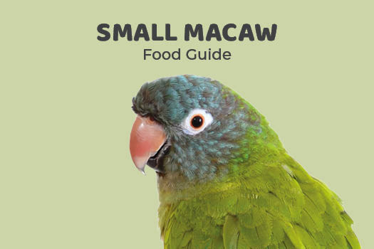 Image showcasing Small Macaw Feeding Guide - Northern Parrots
