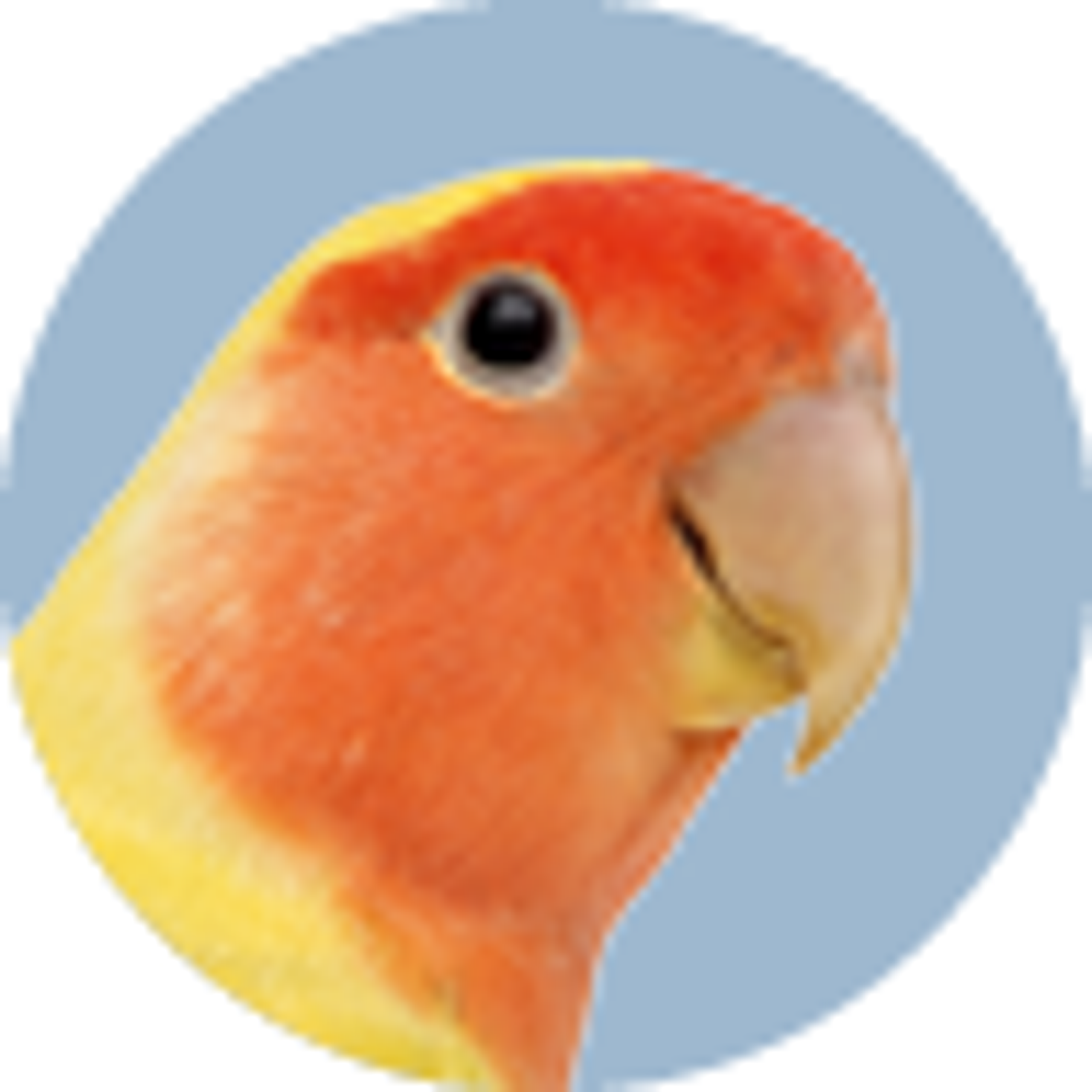 Robot Parrot Toy Northern Parrots