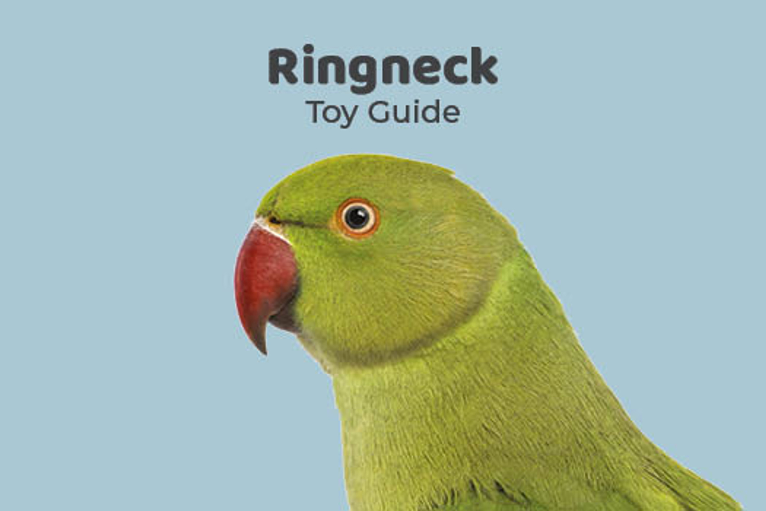 Ringneck Toy Guide Northern Parrots