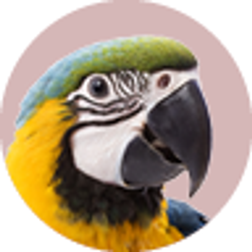 Macaw - Large