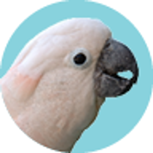 Cockatoo