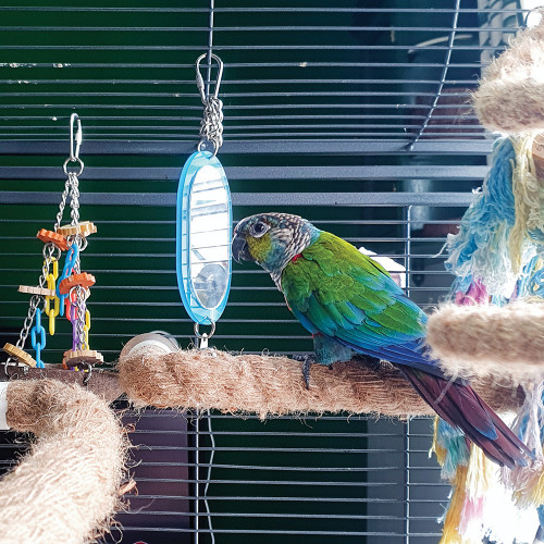 Mirror Parrot Toy 2