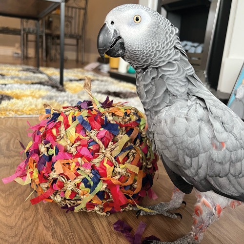 african grey with shreddable foraging ball