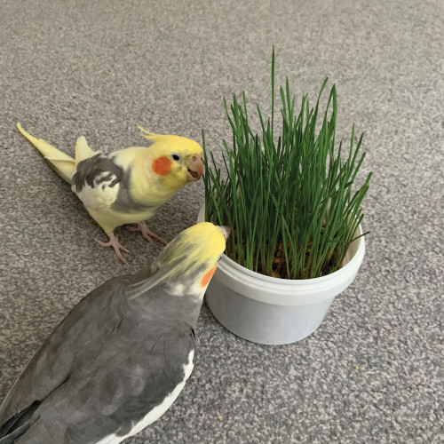 cockatiel with organic wheat grass