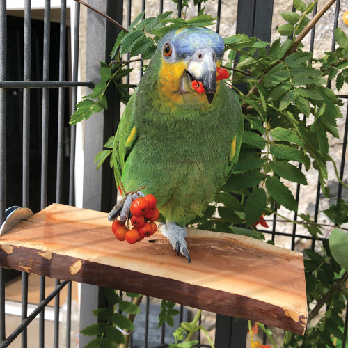 Manzanita Flat Parrot Perch - Large