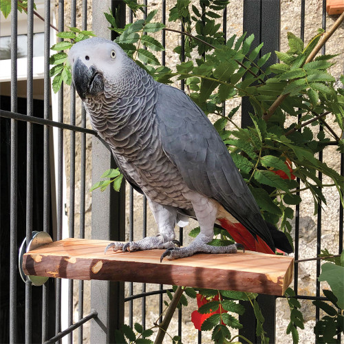 Manzanita Flat Parrot Perch - Large 1