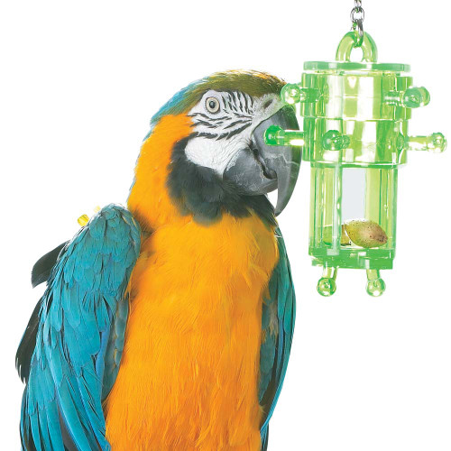 macaw with the snack track toy