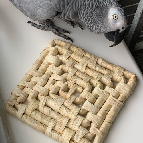 Natural Maize Mat Chewable Toy For Parrots Pack Of 3