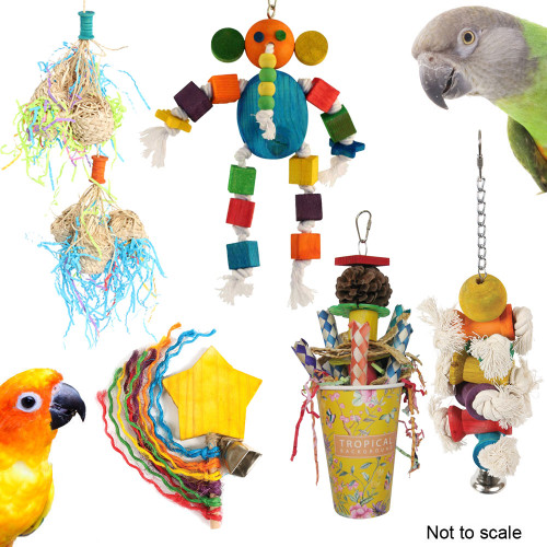 Senegal and Conure Toy Pack