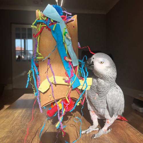 african grey with the tear up box