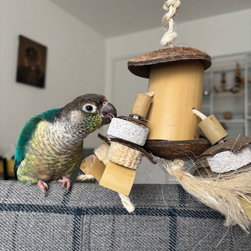 conure with the space ship