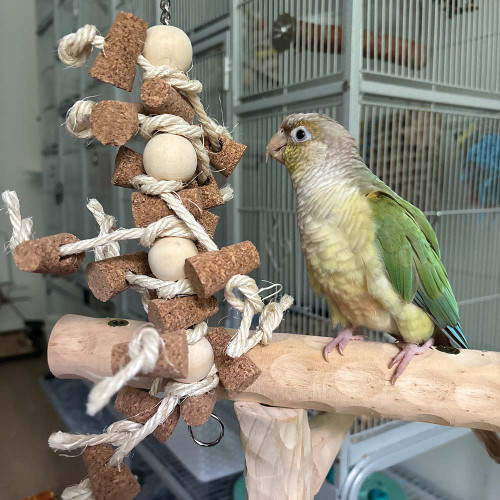 Conure Parrot with the cork chaos